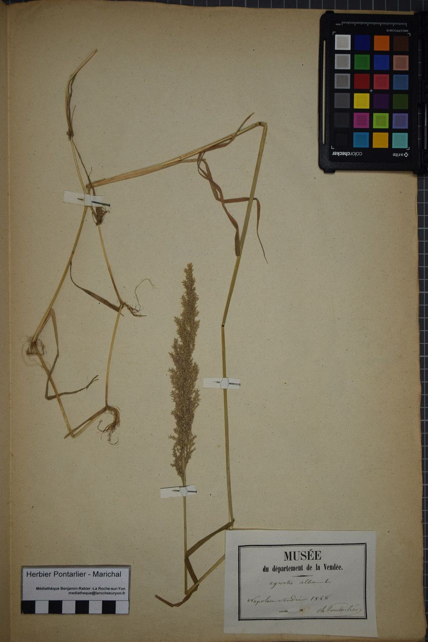 Taken Dec 31, 1847 by Tela Botanica − Herbier PONTARLIER-MARICHAL (cc-by-sa)