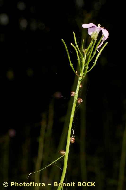 Taken May 15, 2013 by Photoflora - Benoit BOCK (©)