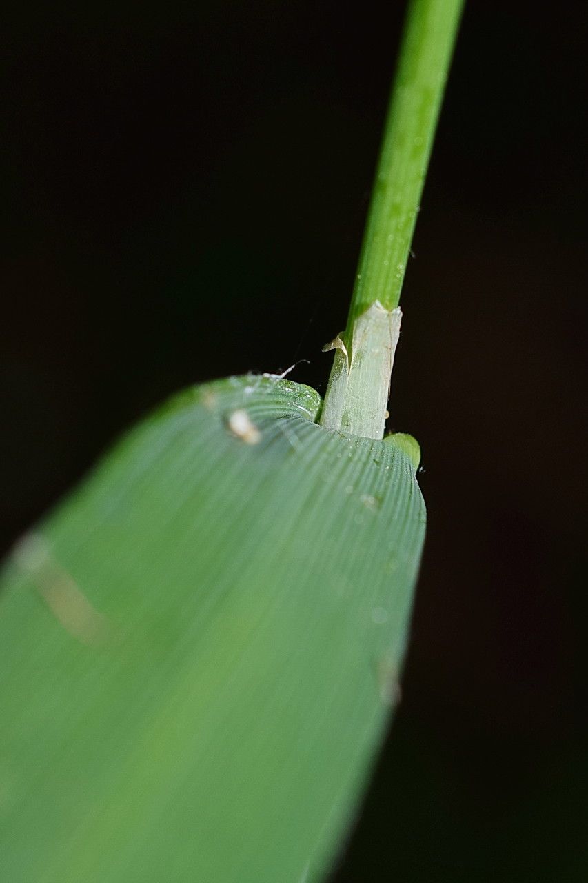 Taken Jun 6, 2015 by Tela Botanica − Gérard LEVESLIN (cc-by-sa)