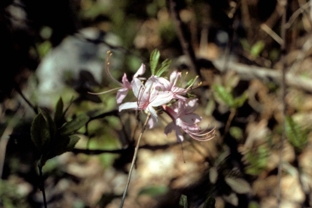 Taken Jan 1, 1900 by EOL − WVU Herbarium (cc-by-nc-sa)