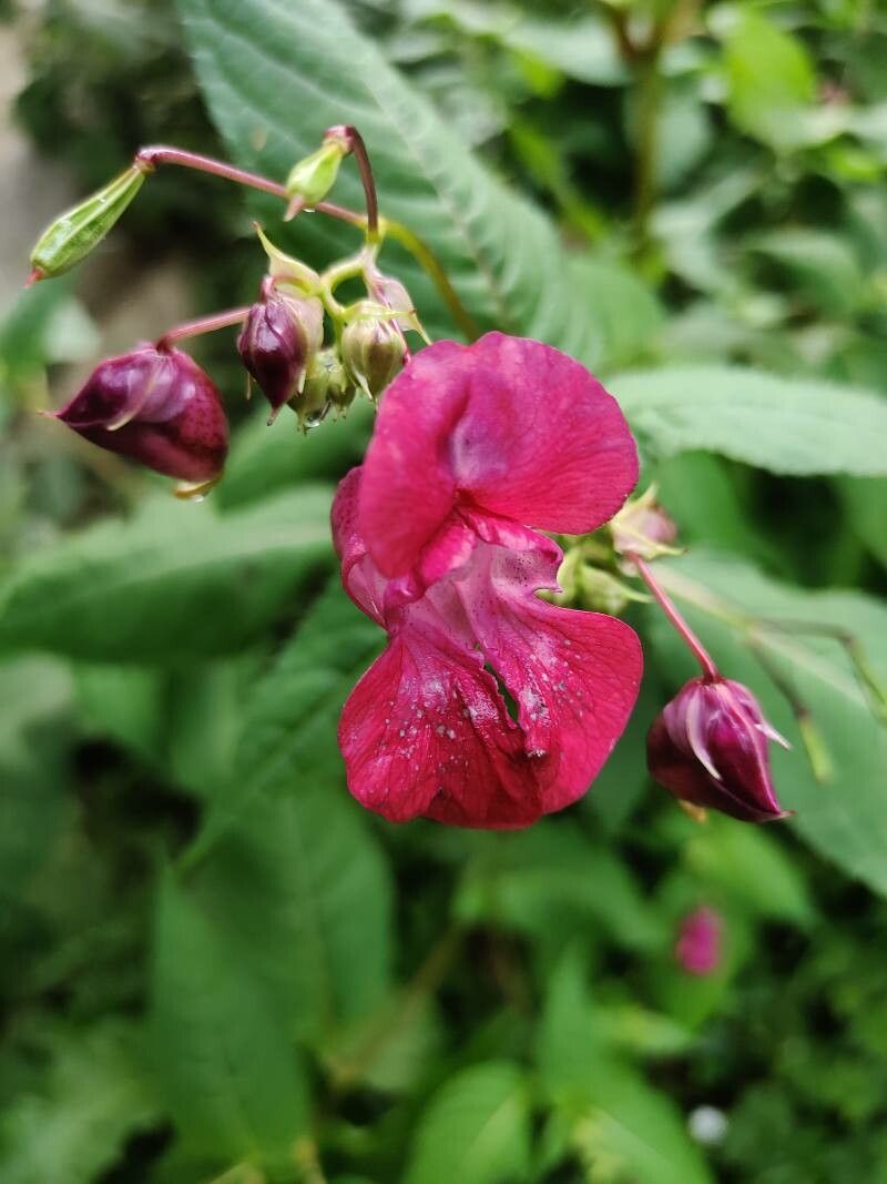 Observation: Impatiens glandulifera Royle (Marius Luca Aug 27, 2022 ...