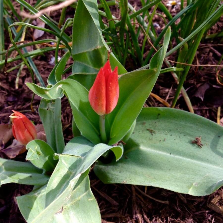 Tulipa agenensis DC., Tulipán de Siria (World flora) - Pl@ntNet identify