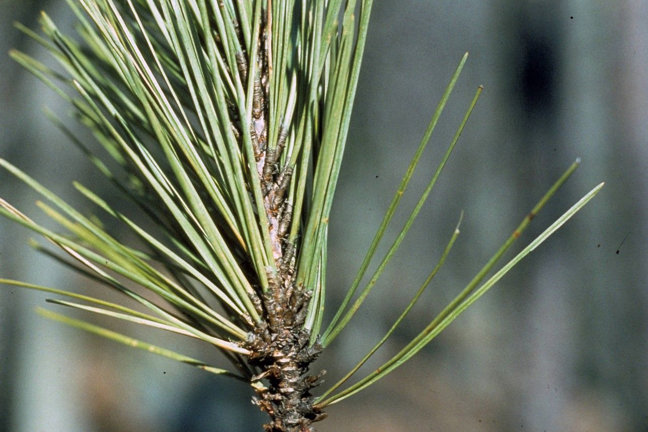 Taken Jan 1, 1900 by EOL − WVU Herbarium (cc-by-nc-sa)