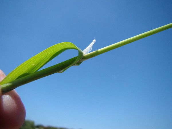 Taken Jun 3, 2013 by Tela Botanica − Claude FIGUREAU (cc-by-sa)