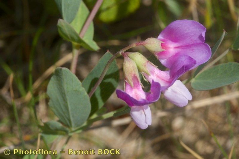 Taken Jul 15, 2014 by Photoflora - Benoit BOCK (©)