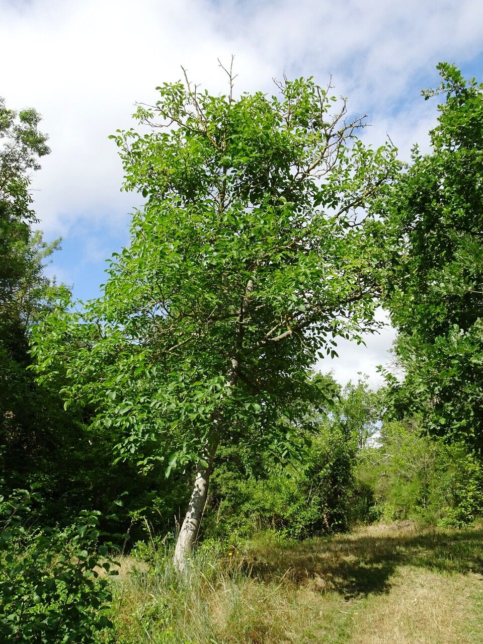 Carpathian walnut