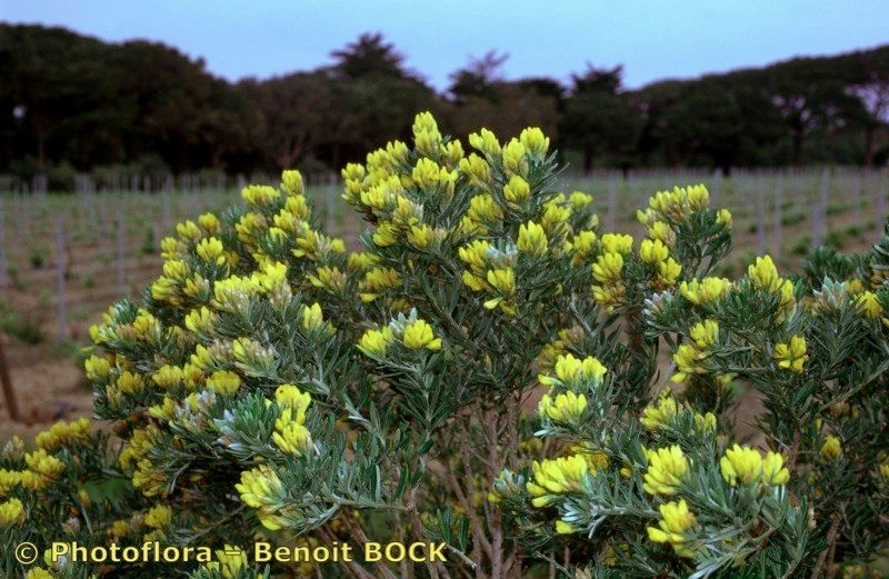 Taken Apr 15, 1996 by Photoflora - Benoit BOCK (©)