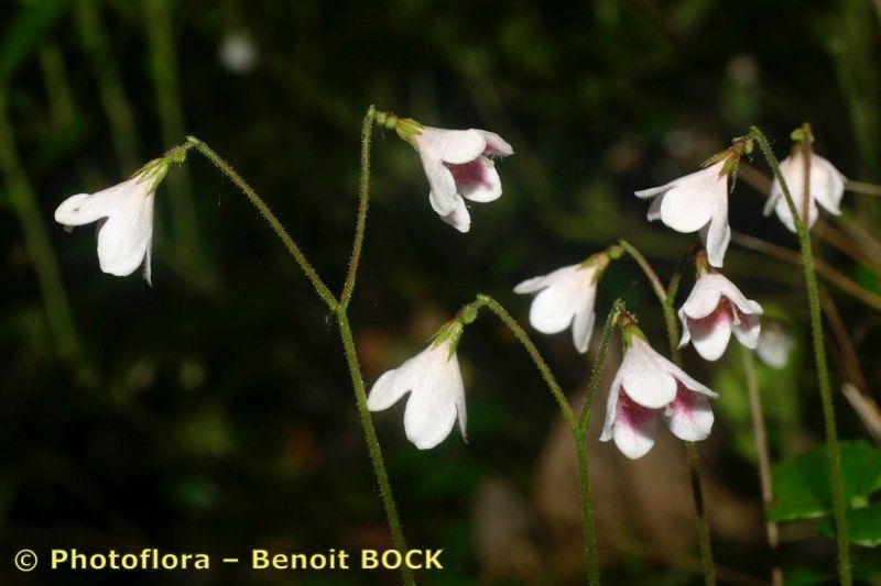 Taken Jul 15, 2005 by Photoflora - Benoit BOCK (©)