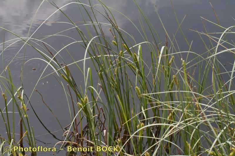 Taken Jul 15, 2010 by Photoflora - Benoit BOCK (©)