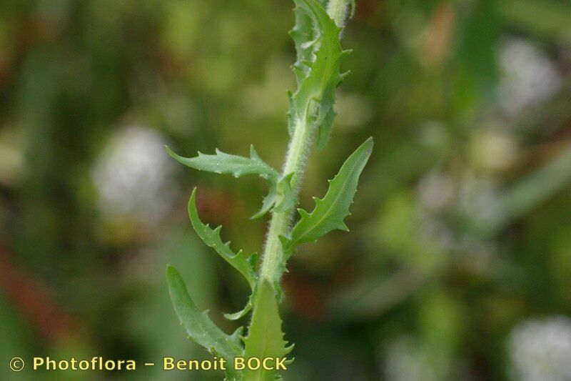 Taken May 15, 2006 by Photoflora - Benoit BOCK (©)