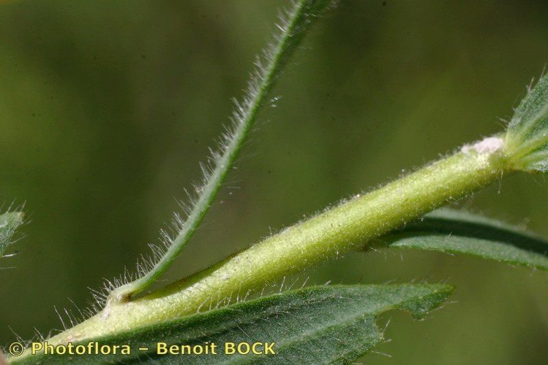 Taken Jul 15, 2005 by Photoflora - Benoit BOCK (©)