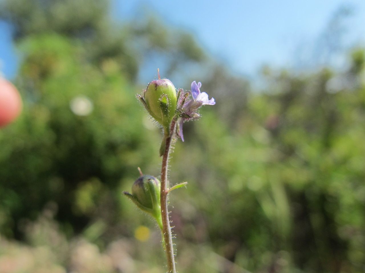 Taken May 21, 2010 by Tela Botanica − Hugues TINGUY (cc-by-sa)