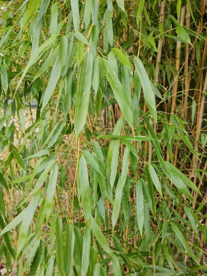 Observation: Phyllostachys nigra (Lodd. ex Lindl.) Munro (Rene Weck Mar ...