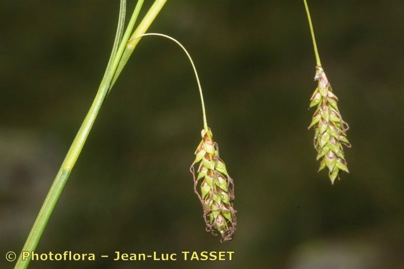 Taken Jul 15, 2014 by Photoflora - Jean-Luc TASSET (©)