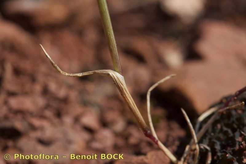 Taken May 15, 2018 by Photoflora - Benoit BOCK (©)