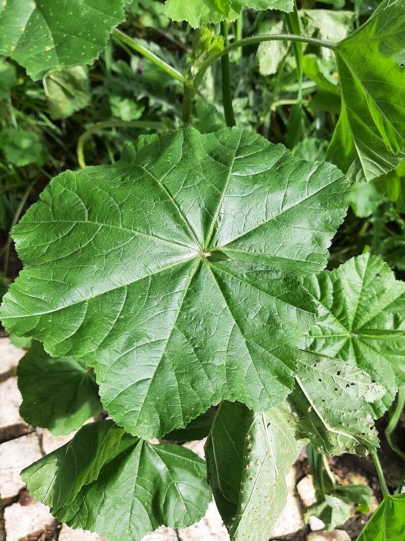 Edible Silver Leaf (2gm) - Moslawala