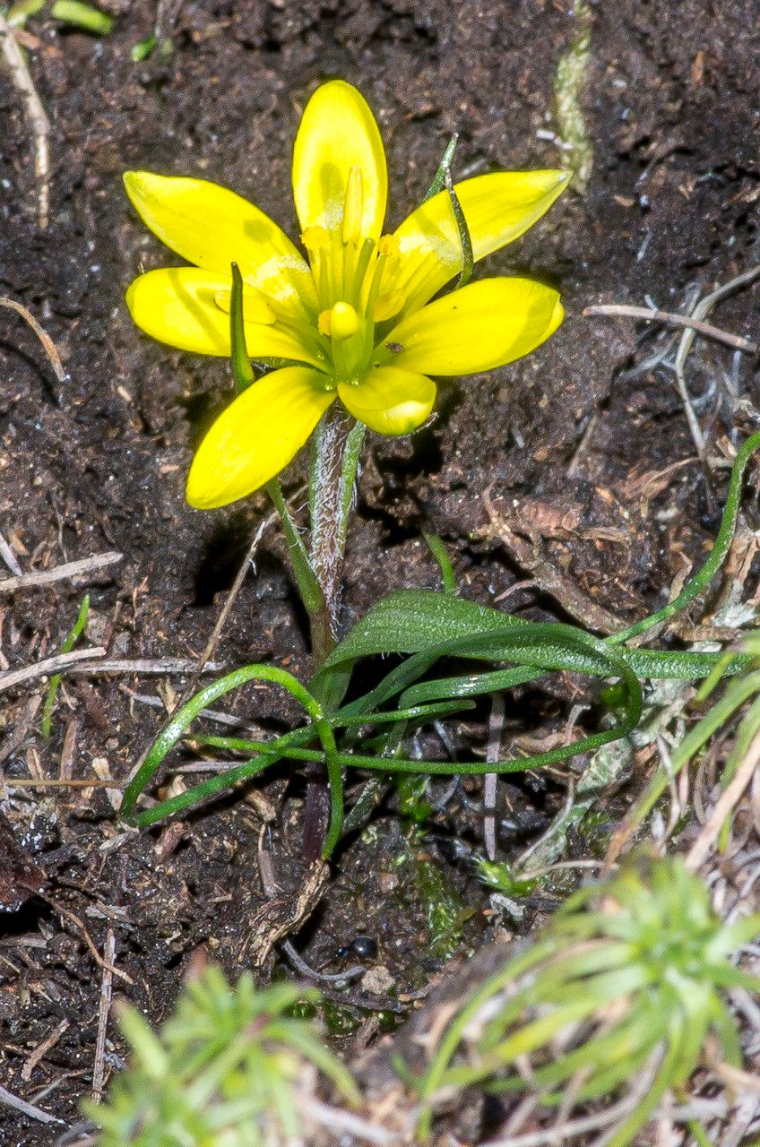 Taken Mar 5, 2014 by Tela Botanica − Jean-Jacques HOUDRÉ (cc-by-sa)