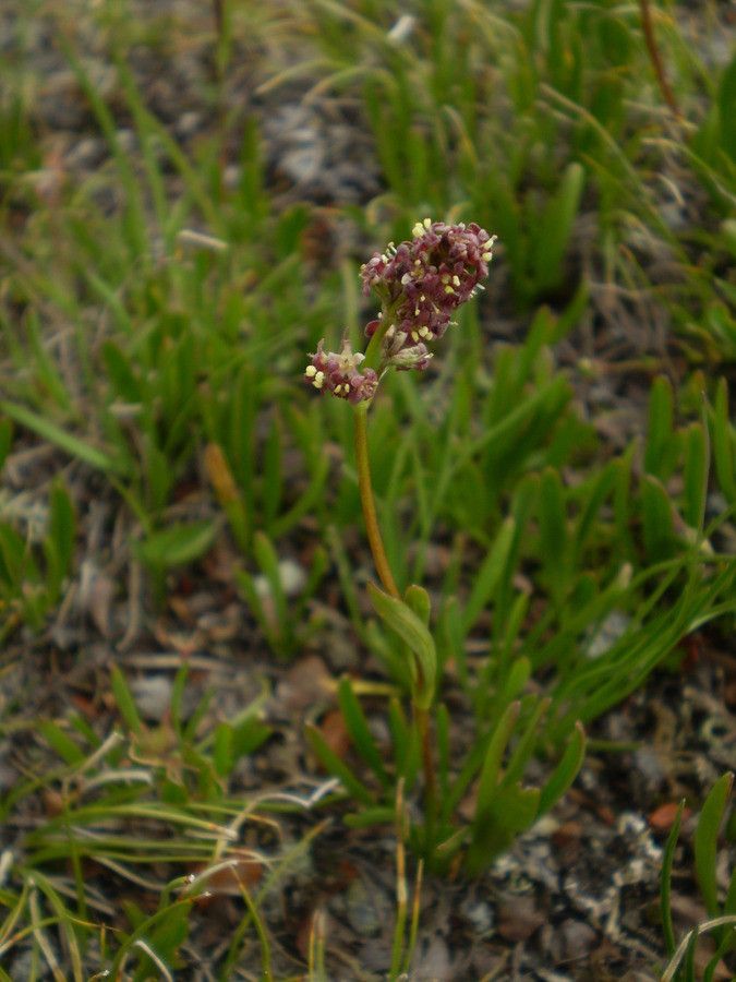 Taken Mar 25, 2008 by Tela Botanica − Christophe GIROD (cc-by-sa)