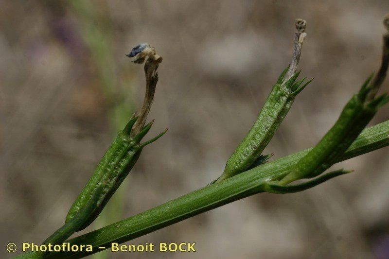 Taken Jul 15, 2006 by Photoflora - Benoit BOCK (©)