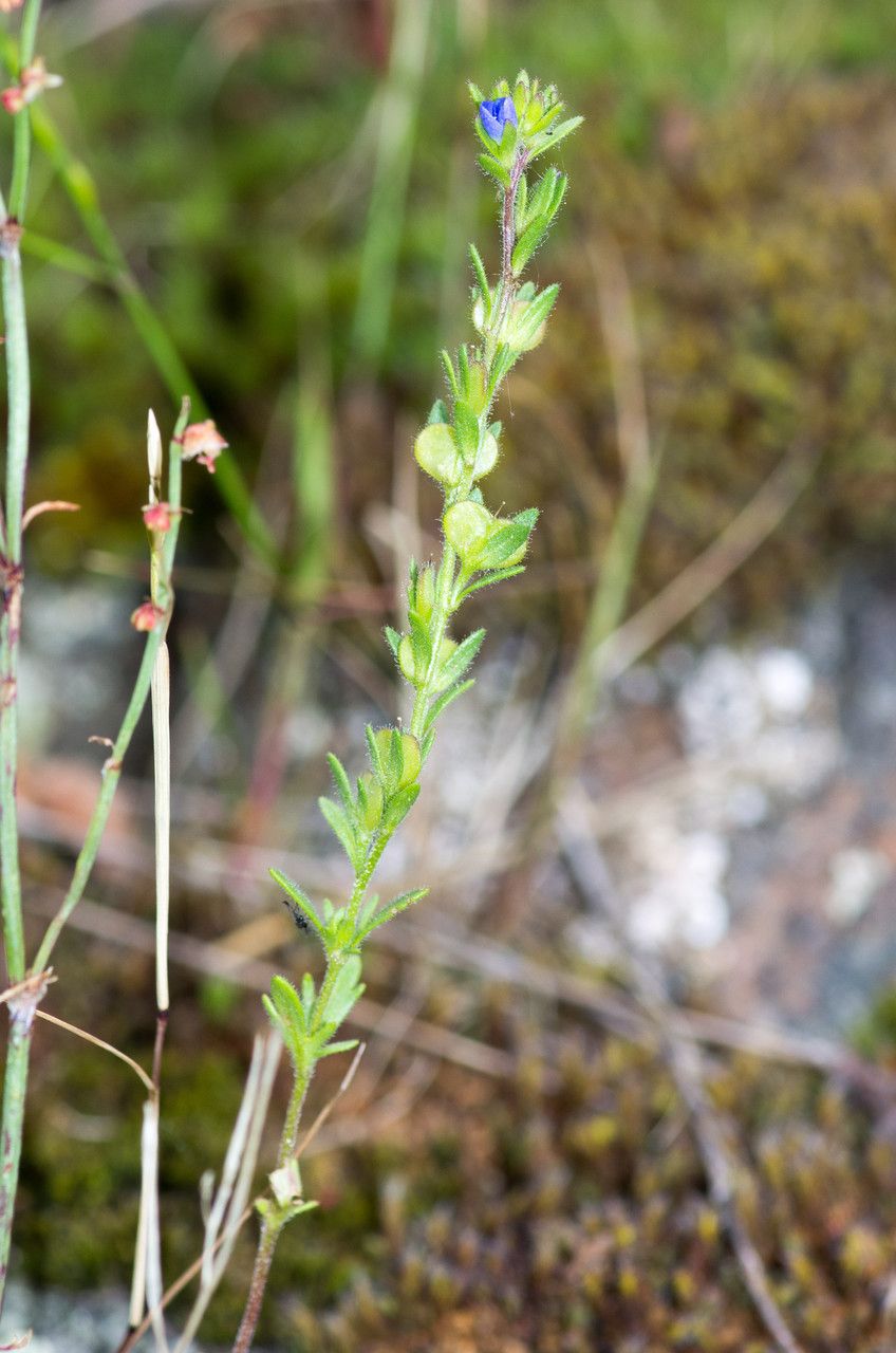 Taken Jun 6, 2013 by Tela Botanica − Jean-Jacques HOUDRÉ (cc-by-sa)