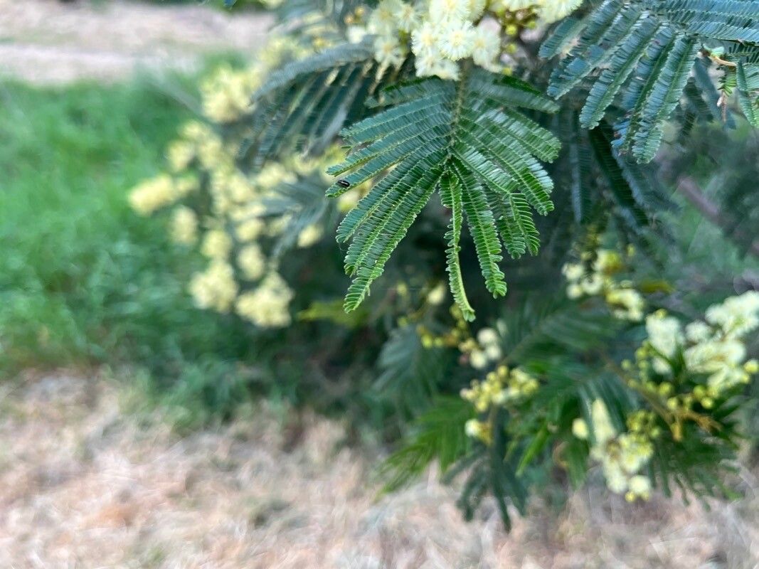 Observation: Acacia mearnsii De Wild. (Vietnam Gardener Nov 16, 2023 ...