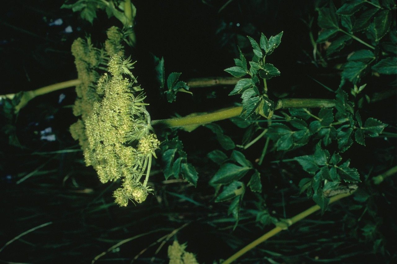 Taken Jan 1, 1900 by EOL − WVU Herbarium (cc-by-nc-sa)