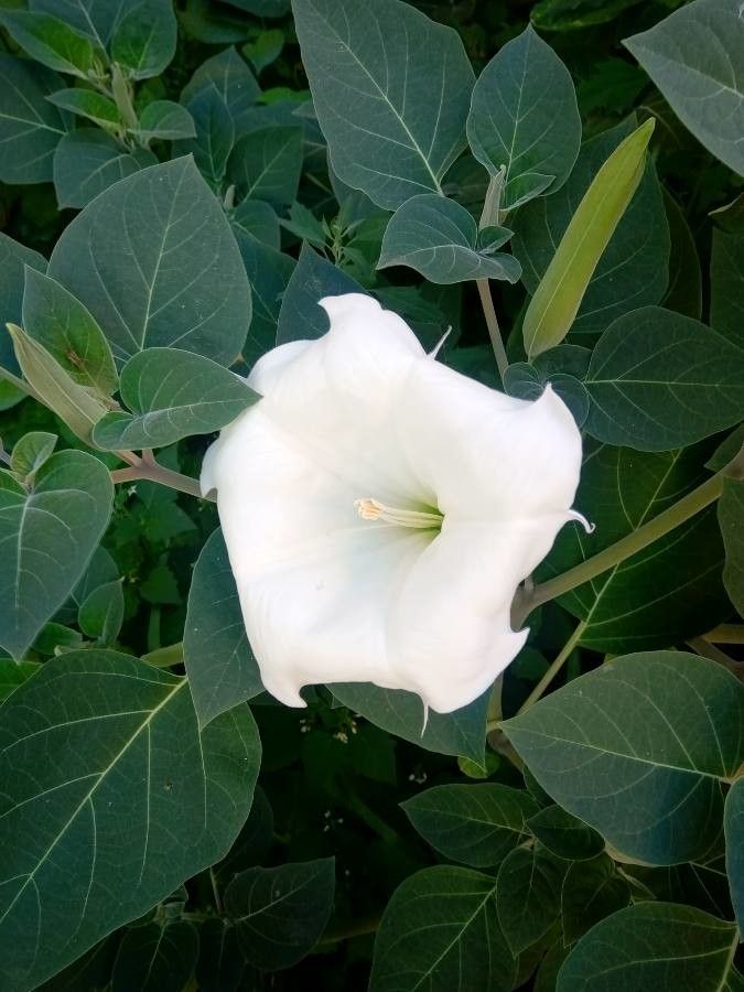 datura discolor