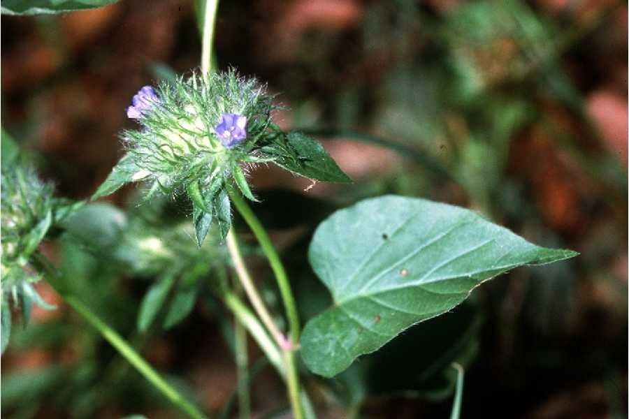 Taken Jan 1, 1900 by EOL − USDA NRCS Wetland Science Institute. (public)