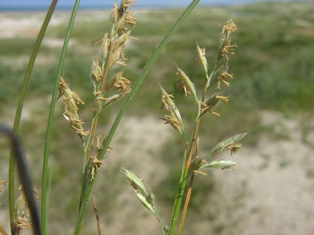 Red fescue