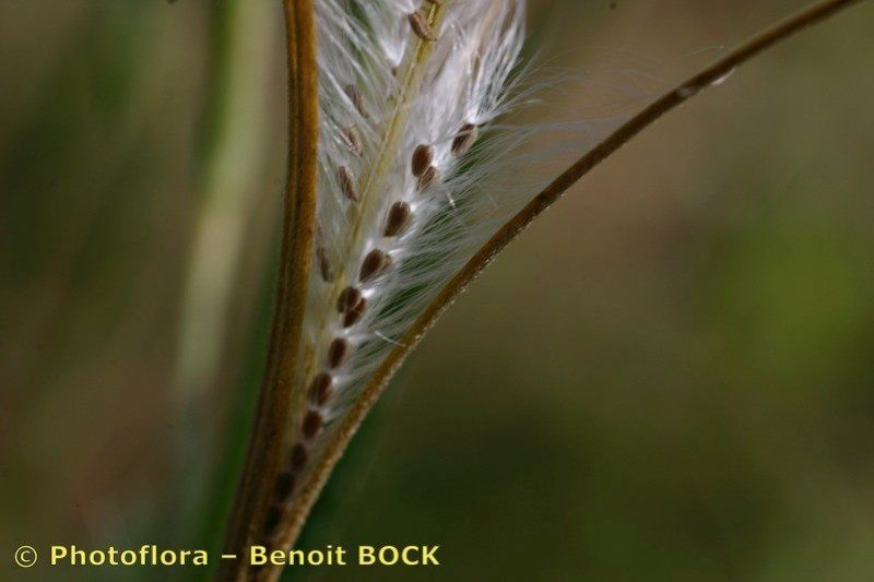 Taken Aug 15, 2004 by Photoflora - Benoit BOCK (©)