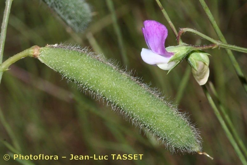 Taken Aug 15, 2007 by Photoflora - Jean-Luc TASSET (©)