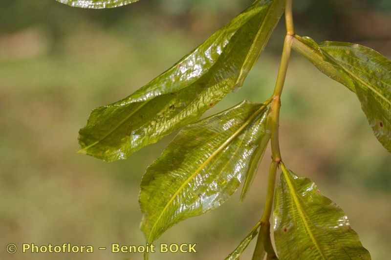 Taken Jul 15, 2014 by Photoflora - Benoit BOCK (©)