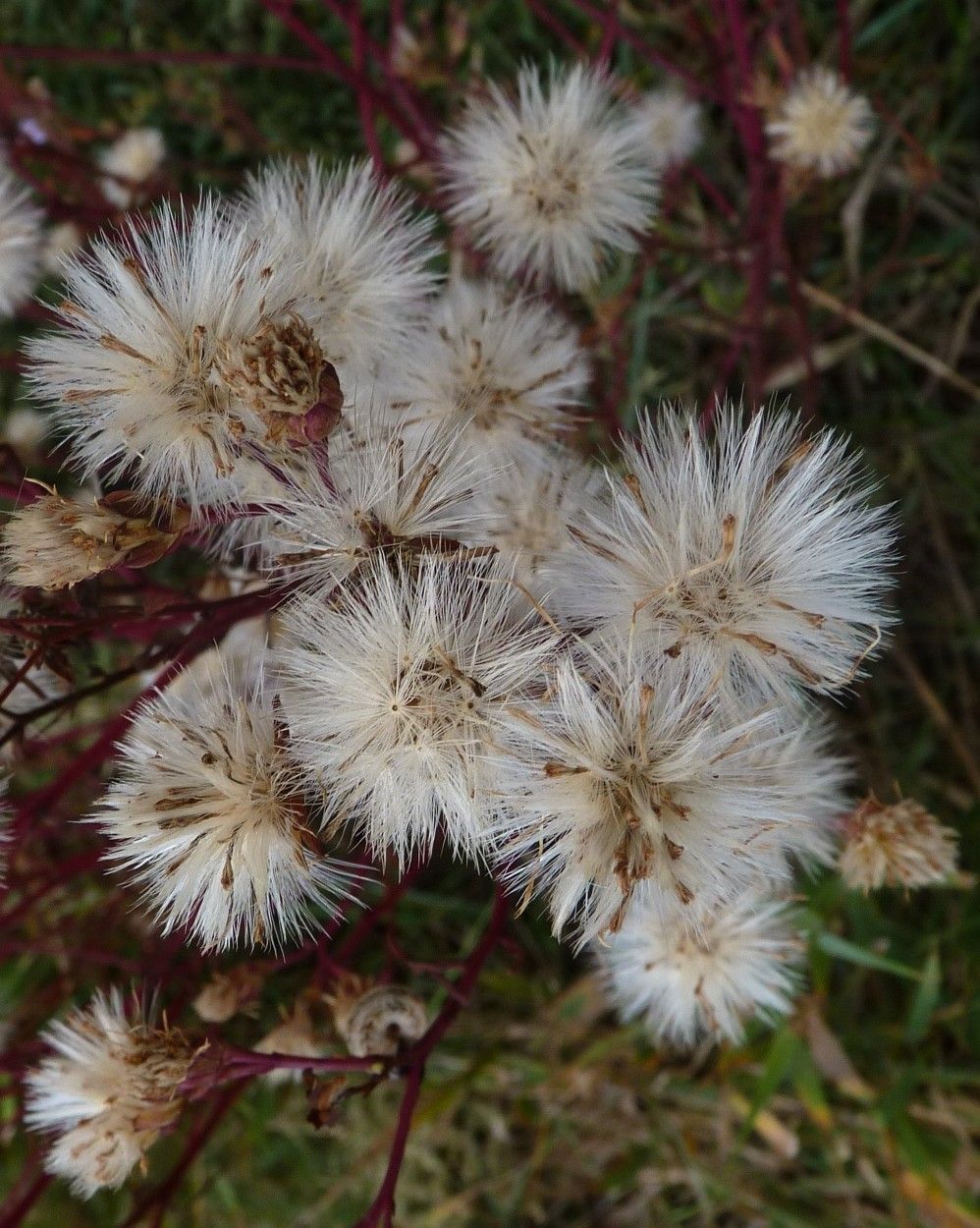 Taken Oct 18, 2014 by Tela Botanica − Ans GORTER (cc-by-sa)