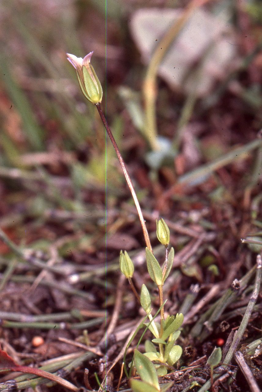 Taken Jul 7, 2001 by Tela Botanica − Liliane ROUBAUDI (cc-by-sa)