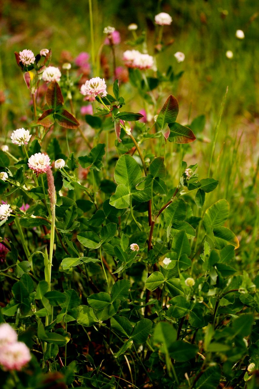 Taken May 27, 2008 by Henk Van Lottum (cc-by-sa)