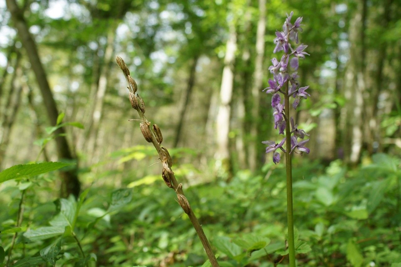 Taken May 11, 2015 by Tela Botanica − Gérard RENAULT (cc-by-sa)