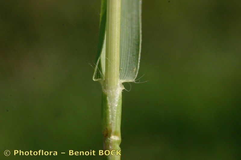 Taken Jul 15, 2005 by Photoflora - Benoit BOCK (©)