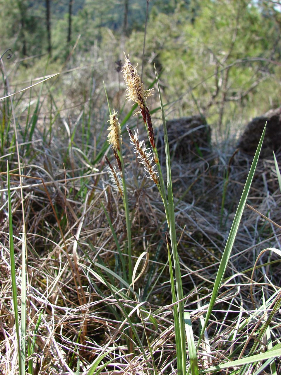 Blue-green sedge