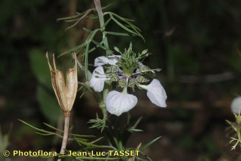 Taken Aug 15, 2013 by Photoflora - Jean-Luc TASSET (©)