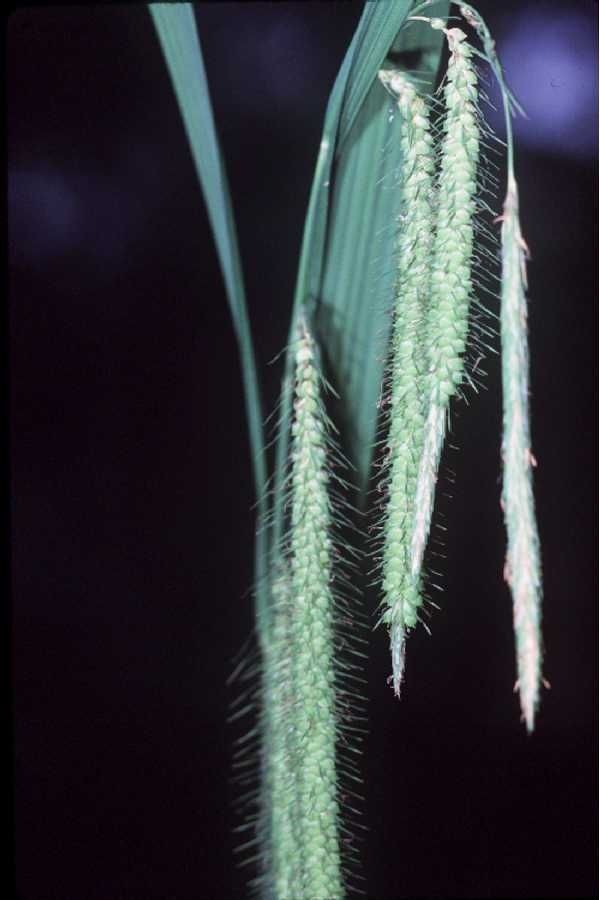 Plant Image 4