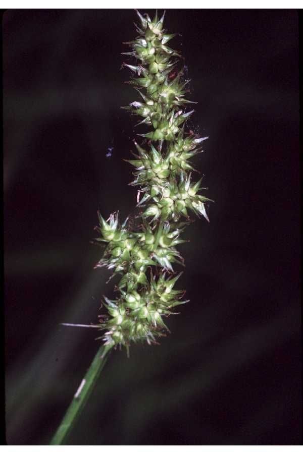 Plant Image 3