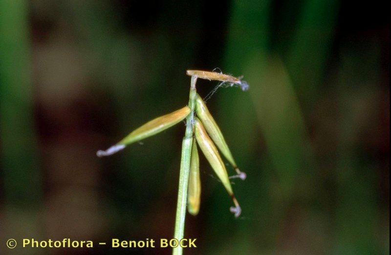 Taken Aug 15, 2001 by Photoflora - Benoit BOCK (©)