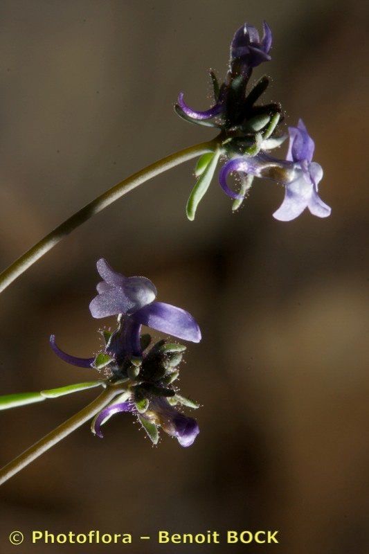 Taken Apr 15, 2009 by Photoflora - Benoit BOCK (©)