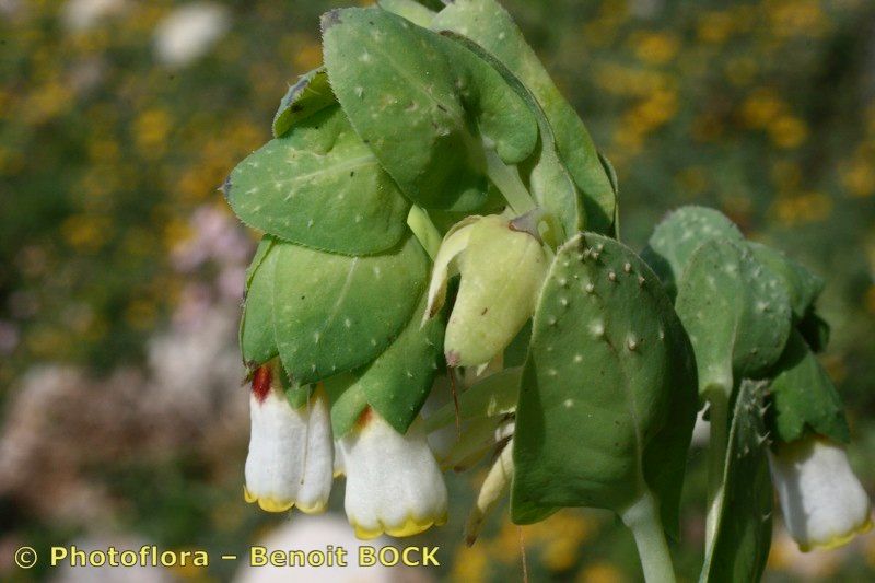 Taken Apr 15, 2007 by Photoflora - Benoit BOCK (©)