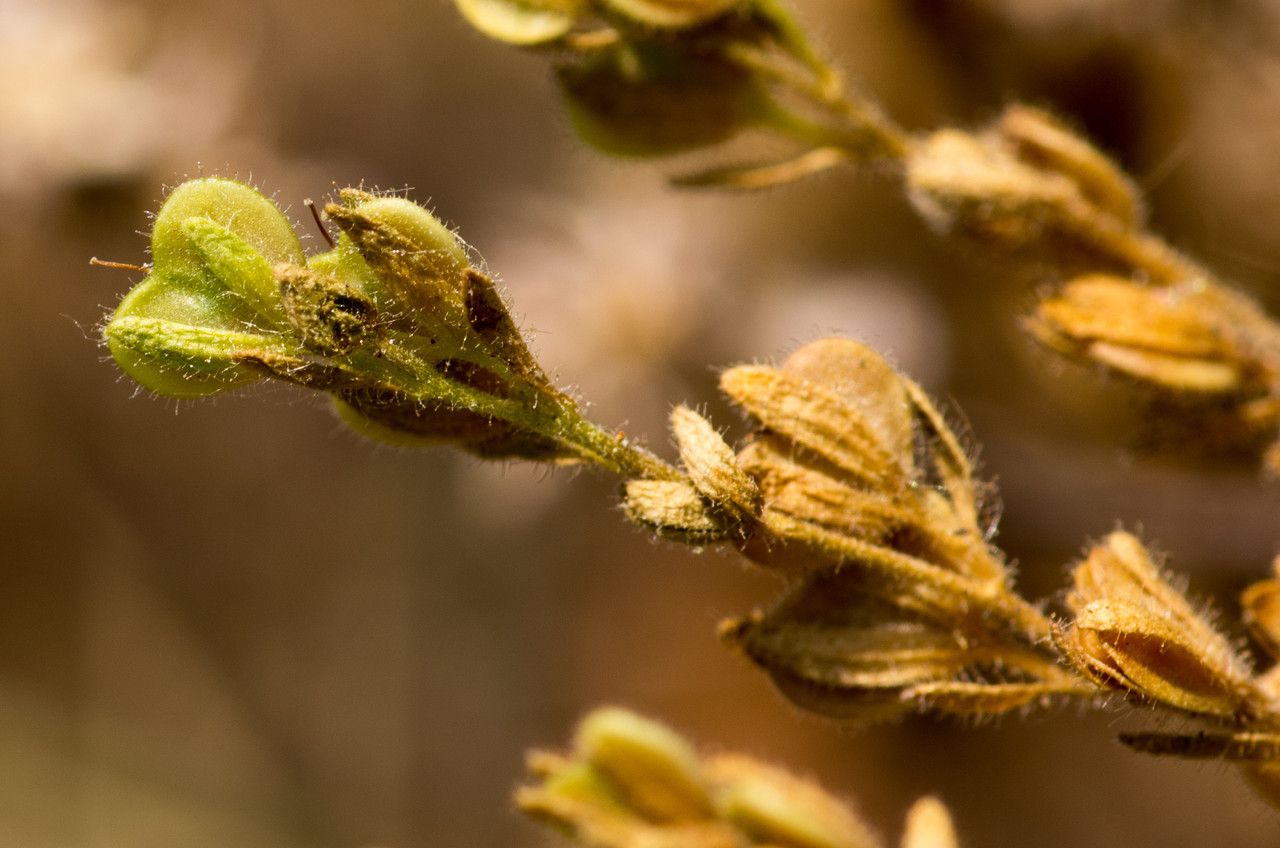 Taken Jun 30, 2012 by Tela Botanica − Jean-Jacques HOUDRÉ (cc-by-sa)