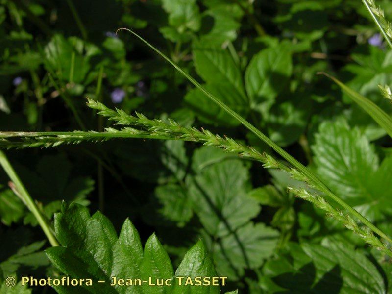 Taken May 15, 2004 by Photoflora - Jean-Luc TASSET (©)