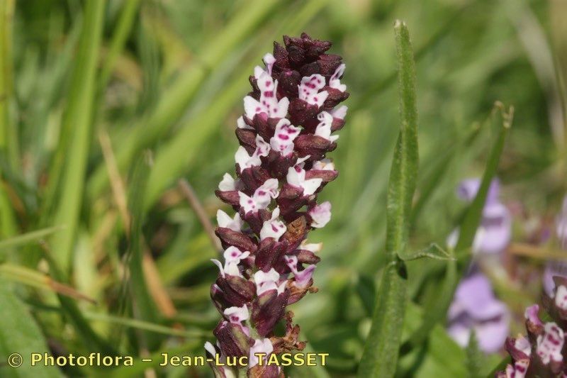 Taken Jul 15, 2013 by Photoflora - Jean-Luc TASSET (©)