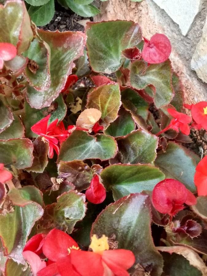 Begonia cucullata Willd., Begonia (Flora mundial) - Pl@ntNet identify