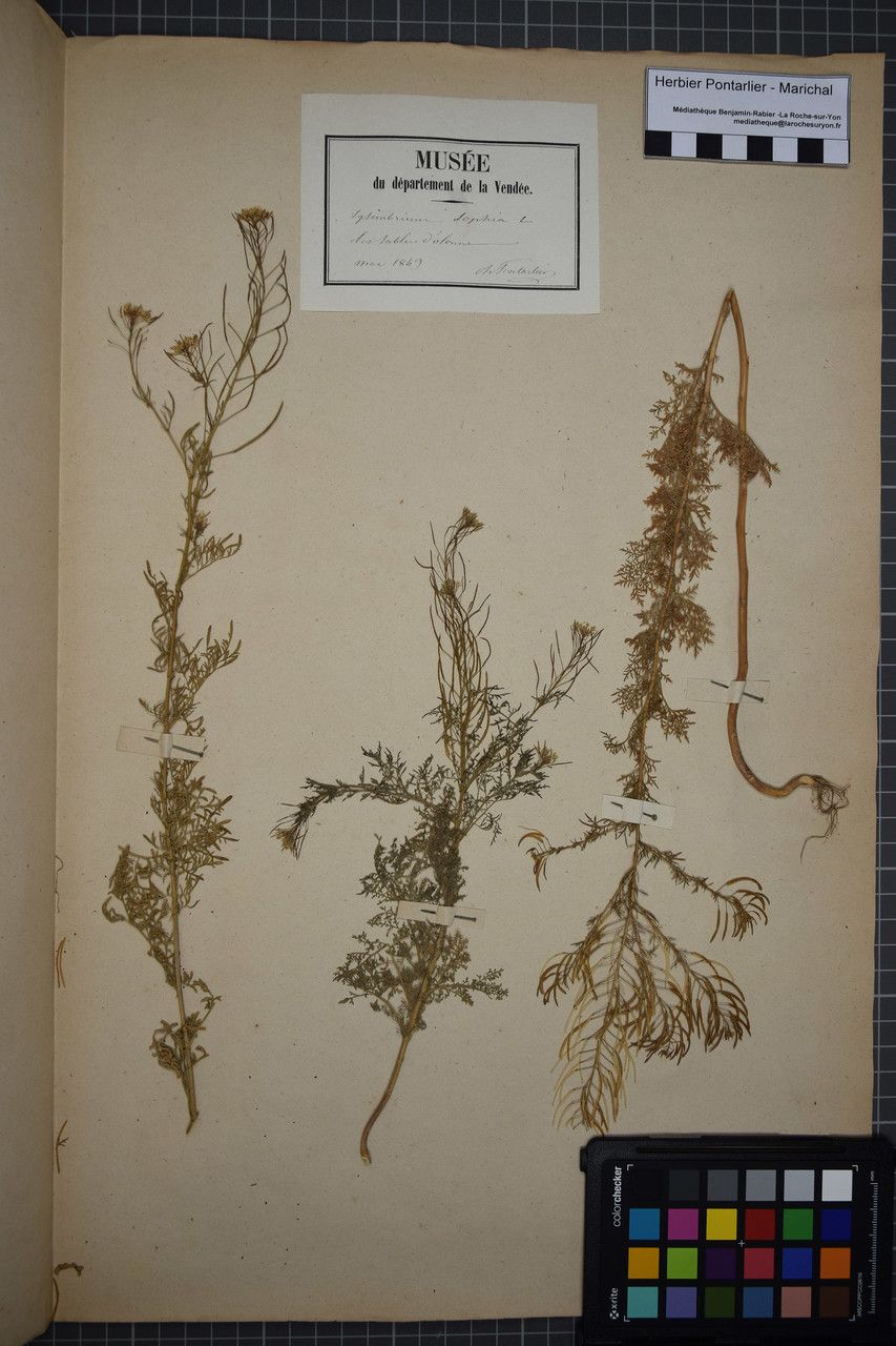 Taken Apr 30, 1849 by Tela Botanica − Herbier PONTARLIER-MARICHAL (cc-by-sa)