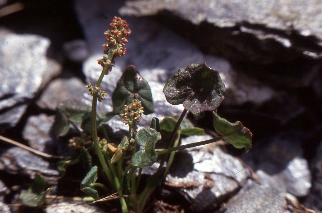 Taken Jul 2, 1994 by Tela Botanica − Liliane ROUBAUDI (cc-by-sa)